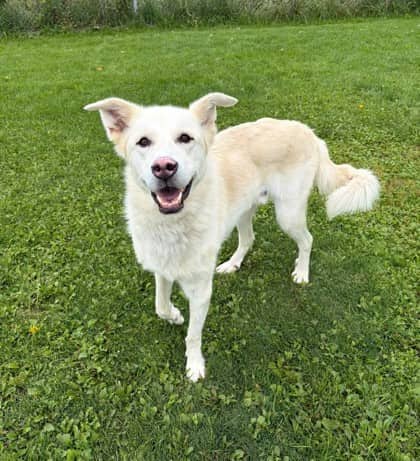 Bauer - Alaskan Husky available for adoption