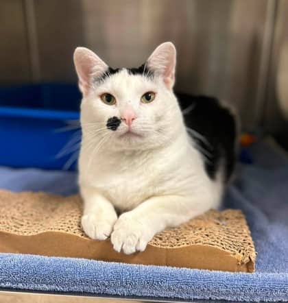 Boris - Domestic Shorthair available for adoption