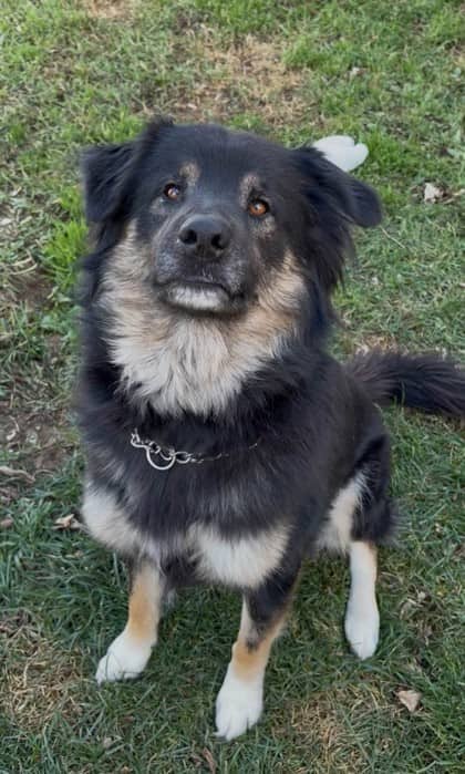 Moccasin - Shepherd available for adoption