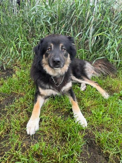 Moccasin - Shepherd available for adoption at Ontario SPCA (Thunder Bay) in Thunder Bay