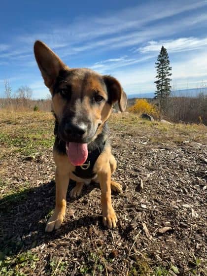 Juno - Shepherd available for adoption at Ontario SPCA (Thunder Bay) in Thunder Bay