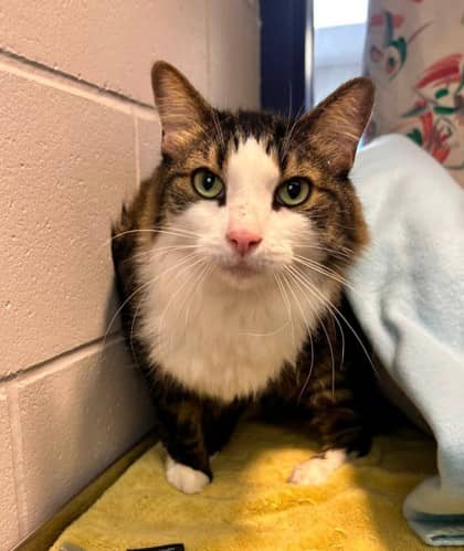 Earl - Domestic Longhair available for adoption