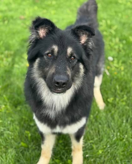 Bear - Alaskan Malamute available for adoption