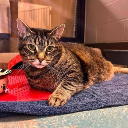 Macie - Domestic Shorthair cat available for adoption in Ontario