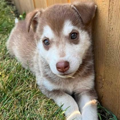Tawny - Alaskan Husky available for adoption