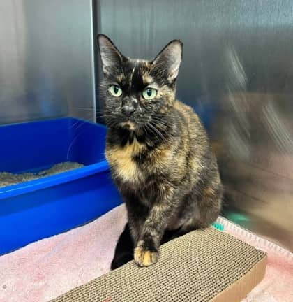 Nettie - Domestic Shorthair available for adoption