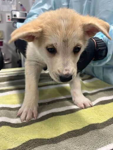 Pearl - Alaskan Husky available for adoption