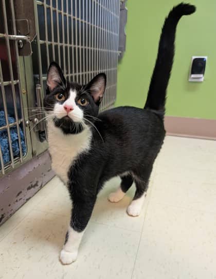 Bongo - Domestic Shorthair available for adoption