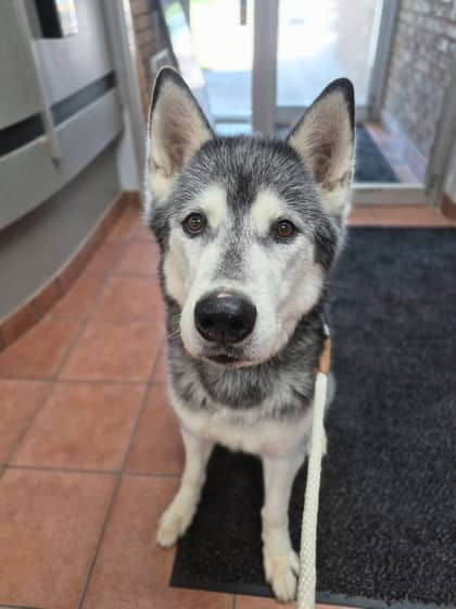 Scout - Siberian Husky available for adoption