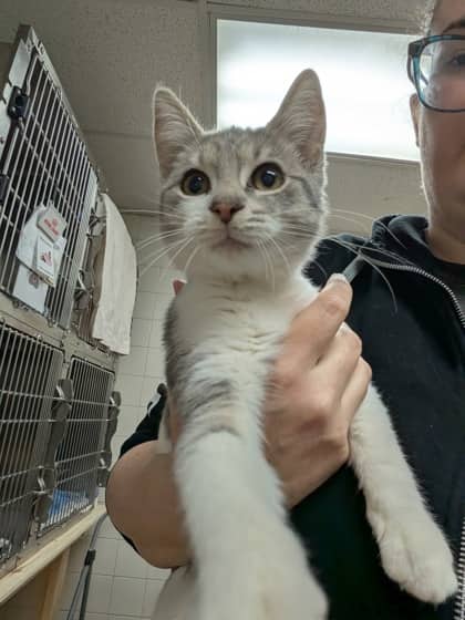 Tee - Domestic Shorthair cat available for adoption at Sarnia & District Humane Society in Sarnia