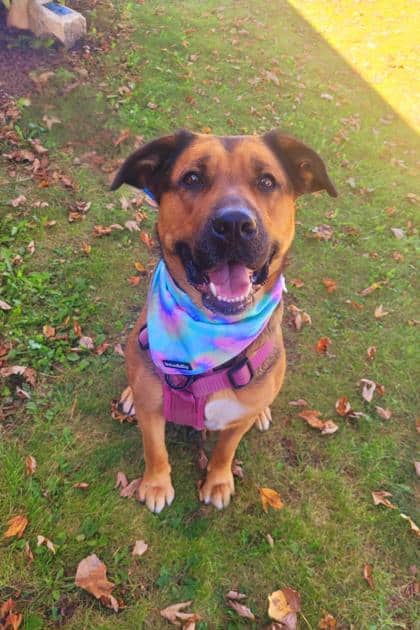 Allie - German Shepherd available for adoption