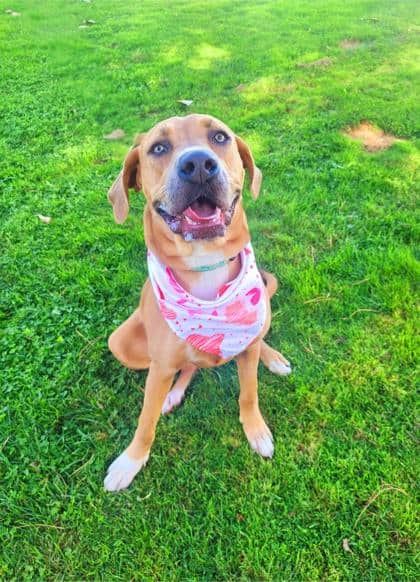 Love - Large Mixed Breed available for adoption