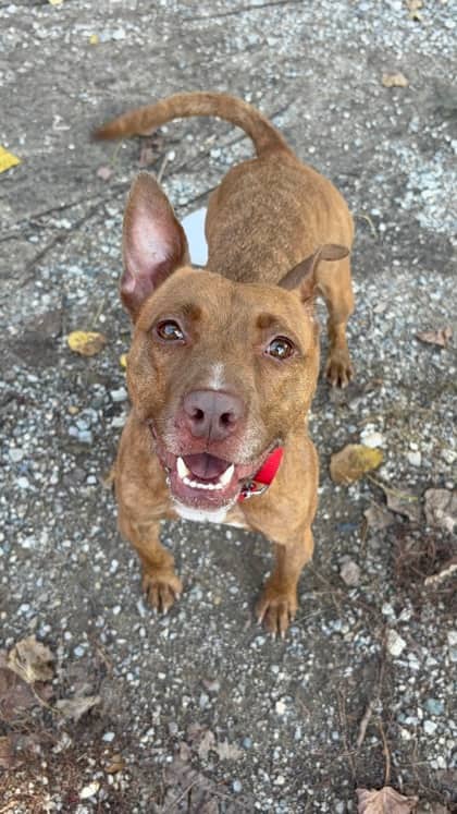 Lana - Staffordshire Bull Terrier available for adoption at Sarnia & District Humane Society in Sarnia