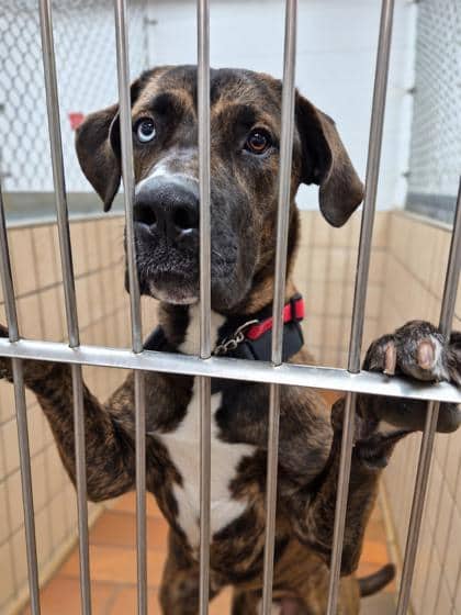 Moose - Catahoula Leopard dog available for adoption