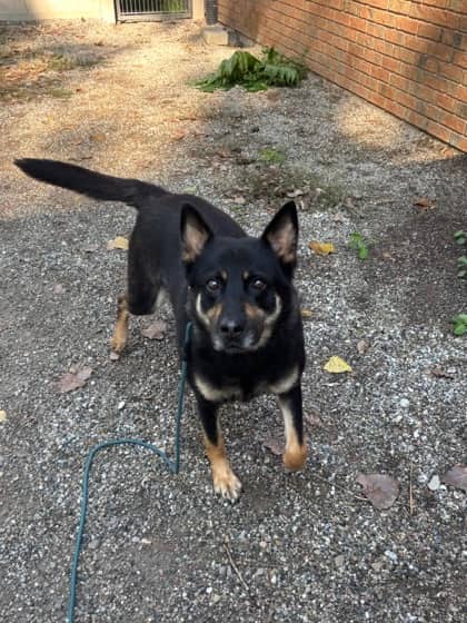 Wonton - Shepherd available for adoption at Sarnia & District Humane Society in Sarnia