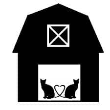 Jonesy - Domestic Shorthair available for adoption