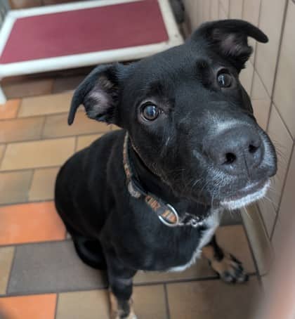Zebulon - Rottweiler available for adoption at Sarnia & District Humane Society in Sarnia