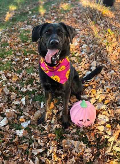 Athena - German Shepherd available for adoption