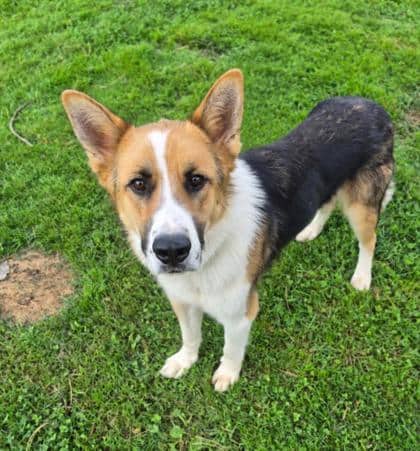 Cola - Rough Collie available for adoption at Sarnia & District Humane Society in Sarnia