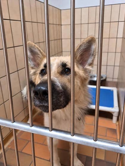 Pepsi - Rough Collie available for adoption