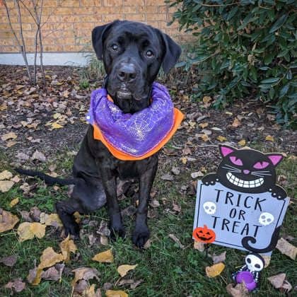 Jazzy - Labrador Retriever available for adoption