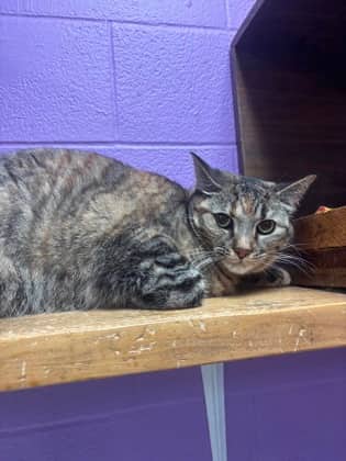 Sylk - Domestic Shorthair cat available for adoption at Sarnia & District Humane Society in Sarnia
