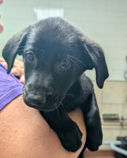 Riley - Labrador Retriever available for adoption