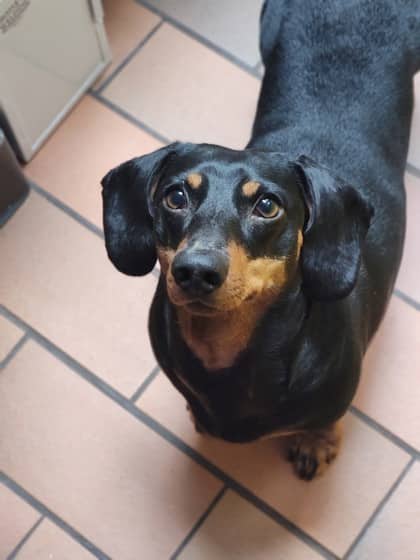 Rory - Standard Smooth Haired Dachshund available for adoption at Sarnia & District Humane Society in Sarnia