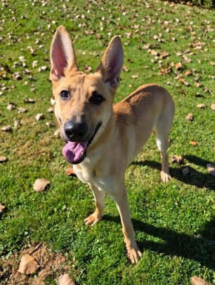Brulee - German Shepherd available for adoption