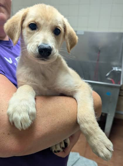 Micah - Labrador Retriever available for adoption