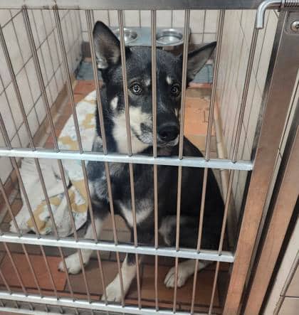 Knox - Siberian Husky available for adoption at Sarnia & District Humane Society in Sarnia