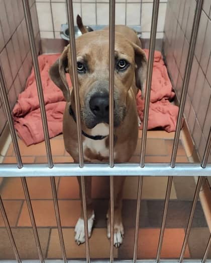 Love - Bully American - XL available for adoption at Sarnia & District Humane Society in Sarnia