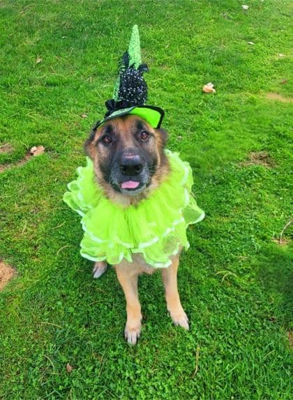 Lua - German Shepherd available for adoption at Sarnia & District Humane Society in Sarnia
