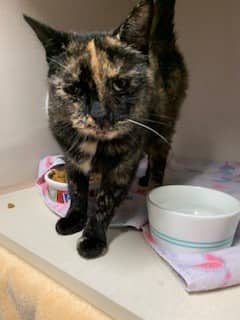 Cinnamon - Domestic Shorthair cat available for adoption at Sarnia & District Humane Society in Sarnia