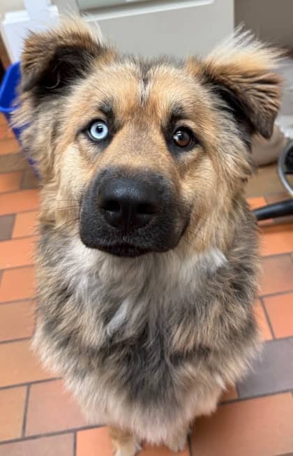 Gizmo - Siberian Husky available for adoption at Sarnia & District Humane Society in Sarnia