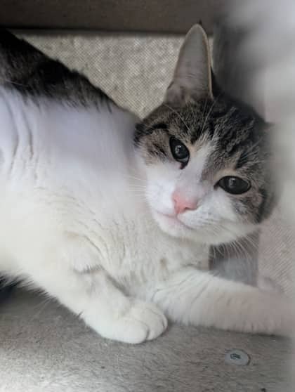 Nova - Domestic Shorthair cat available for adoption at Sarnia & District Humane Society in Sarnia
