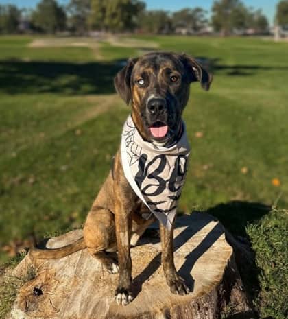 Moose - Great Dane available for adoption