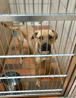 Boston - Hound available for adoption