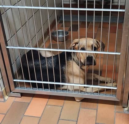 Babes - Mastiff available for adoption at Sarnia & District Humane Society in Sarnia