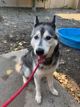 Scout - Siberian Husky available for adoption at Sarnia & District Humane Society in Sarnia