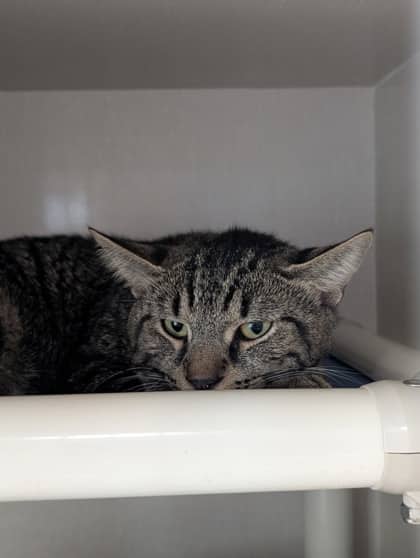Twig - Domestic Shorthair cat available for adoption at Sarnia & District Humane Society in Sarnia