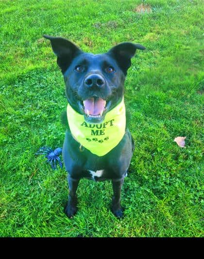 Gunner - Labrador Retriever available for adoption at Sarnia & District Humane Society in Sarnia