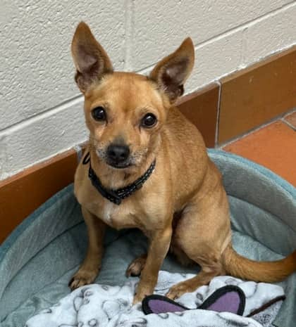 Chico - Short Coat Chihuahua available for adoption