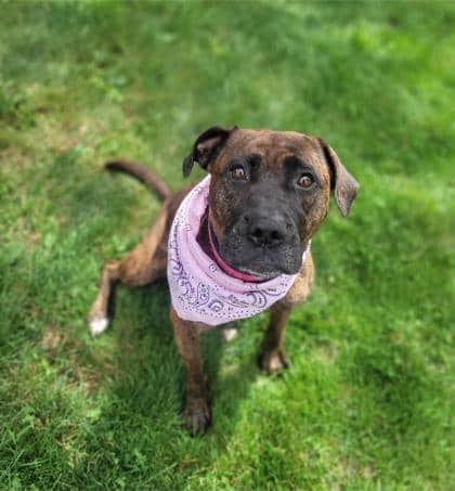 Likita - Boxer available for adoption