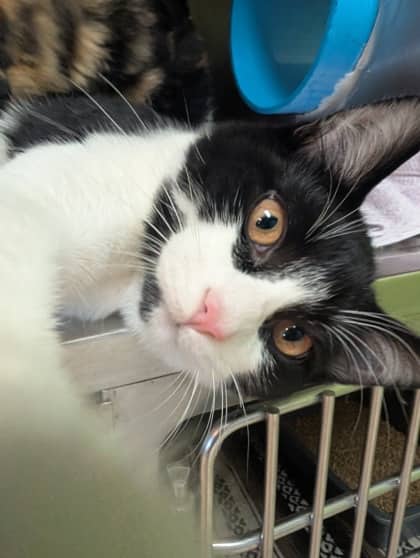 Beck - Domestic Shorthair cat available for adoption at Sarnia & District Humane Society in Sarnia