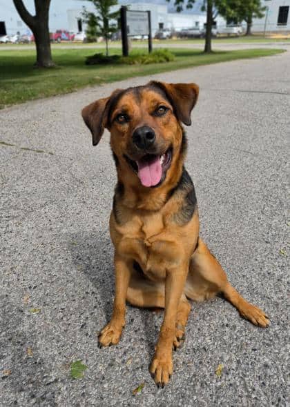 Clara - German Shepherd available for adoption