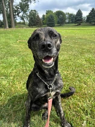 Dixie - Retriever available for adoption at Sarnia & District Humane Society in Sarnia