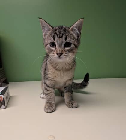 C3PO - Domestic Shorthair cat available for adoption at Sarnia & District Humane Society in Sarnia