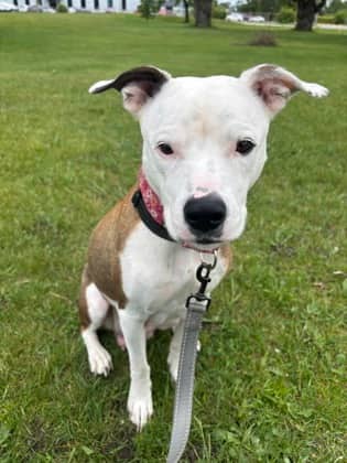 Mama Roxy - American Bulldog available for adoption