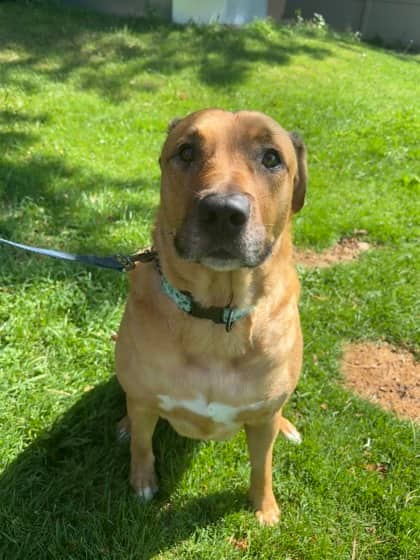 Storm - Labrador Retriever available for adoption